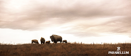 PARABELLUM – SPECIAL ORDER EVENT AT BIOTOP –