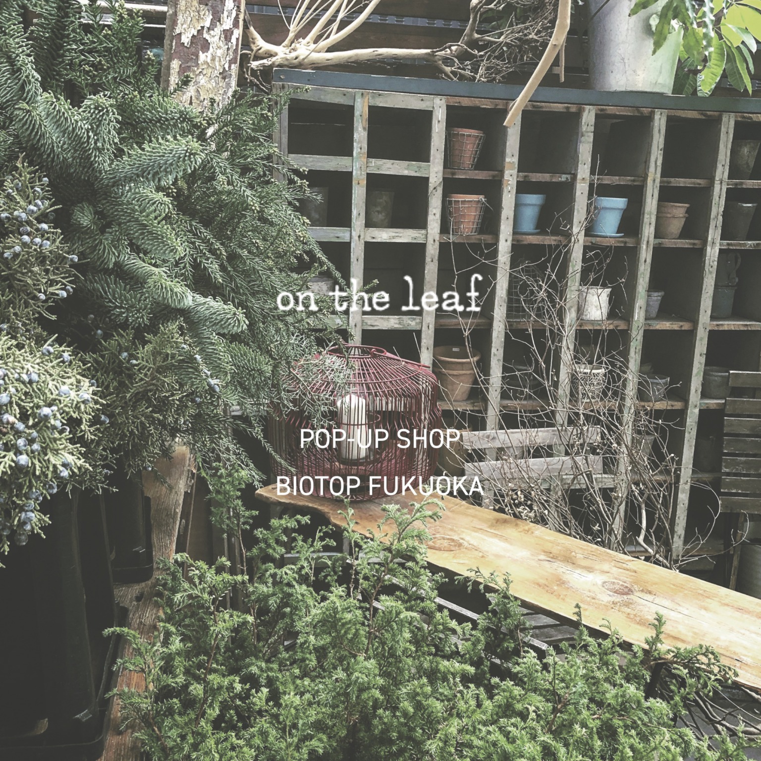 PLANTS STORE  “on the leaf”   POP-UP SHOP